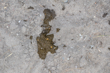 cow poop with unprocessed food