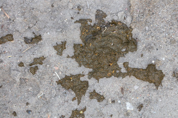 cow poop with unprocessed food