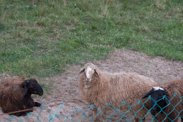 Obraz premium Sheep walk in the aviary on the farm. Tawny sheep. Fine-haired lambs. These animals are raised for meat, wool, milk, fat, skins and experiments (Dolly sheep). Summer. Evening.