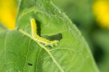 worm eating leaf