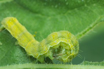worm eating leaf