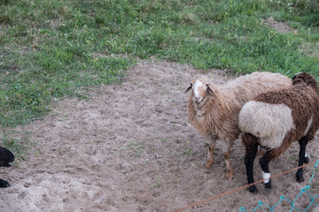 Sheep walk in the aviary on the farm. Tawny sheep. Fine-haired lambs. These animals are raised for...