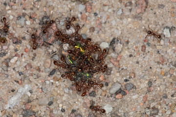 a large number of red ants eats insects