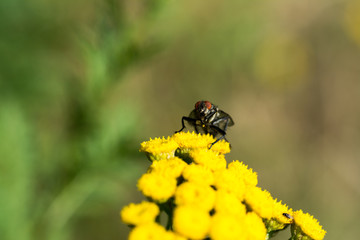 close up of fly with detail on a leaf of a flower plant