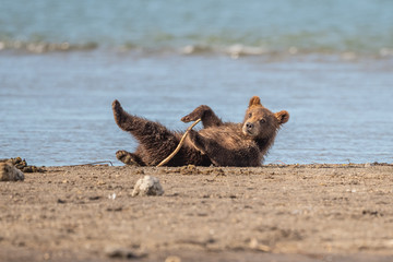 Ruling the landscape, brown bears of Kamchatka (Ursus arctos beringianus)