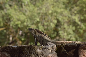 mexican iguana