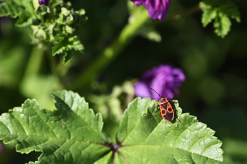 Pyrrhocoris apterus - Beetle with red bushes and black polka dots on green mallow leaf with purple flower in background.