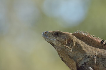 mexican iguana