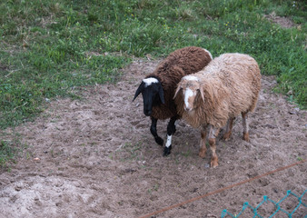 Sheep walk in the aviary on the farm. Tawny sheep. Fine-haired lambs. These animals are raised for meat, wool, milk, fat, skins and experiments (Dolly sheep). Summer. Evening.
