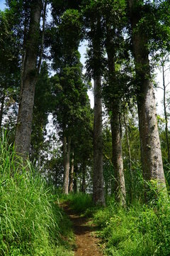 Forest in Batu Malang East Java Indonesia