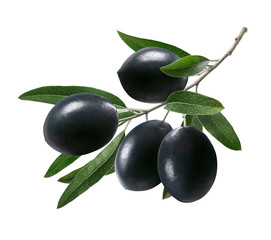Branch of black olives with leaves isolated on white background