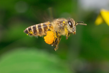 bee on sunflower