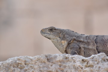 mexican iguana