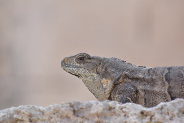 mexican iguana