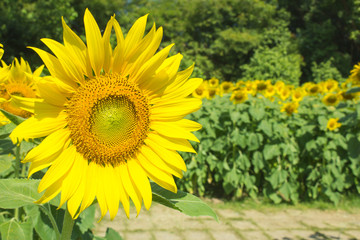 sunflower in farm