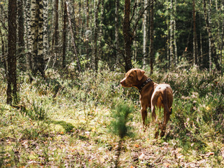 Sweet puppy of chocolate color on a background of  green trees in a beautiful, quiet forest. Clear, sunny day. Close-up, outdoor. Concept of care, education, obedience training, raising of pets