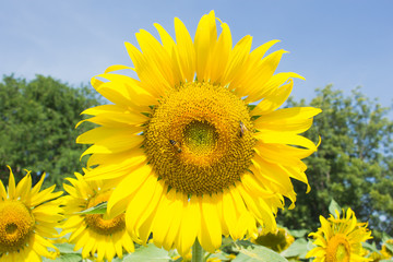 Fototapeta premium sunflower in farm
