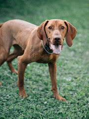 Hungarian vizsla. Young Hungarian pointer dog outdoor.