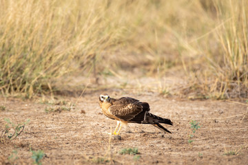 Montagu harrier or Circus pygargus portrait sitting in open field and in background meadows of grass field during winter migration time at tal chhapar blackbuck sanctuary, churu, rajasthan, India
