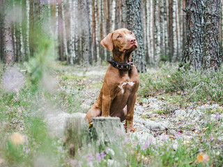 Sweet puppy of chocolate color on a background of  green trees in a beautiful, quiet forest. Clear, sunny day. Close-up, outdoor. Concept of care, education, obedience training, raising of pets