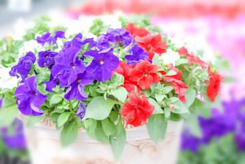 Colorful petunia flowers, Grandiflora is the most popular variety of petunia, with large single or double flowers that form mounds of colorful solid, striped, or variegated blooms.