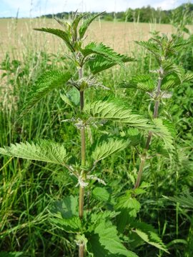 「Brennnesselspinat」の写真素材 40件の無料イラスト画像 Adobe Stock