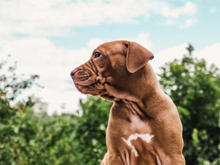 Pretty puppy of chocolate color on a background of blue sky, green trees on a clear, sunny day. Close-up, outdoor. Side view. Concept of care, education, obedience training, raising of pets