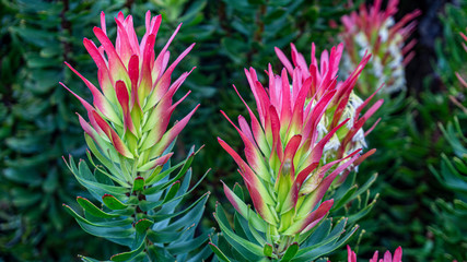 Fiori colorati africa