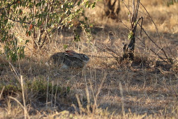 Spring hare resting under a bush, Masai Mara National Park, Kenya.