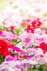 Obraz na płótnie Canvas Vinca rosea flowers blossom in the garden, foliage variety of colors flowers, selective focus