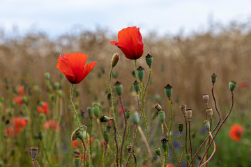 red poppies bloom in green