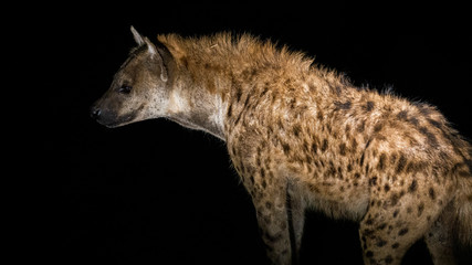 Fototapeta premium Iena nella notte