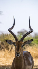 Corna di antilope