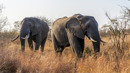 Fototapeta na wymiar Elefanti nella savana