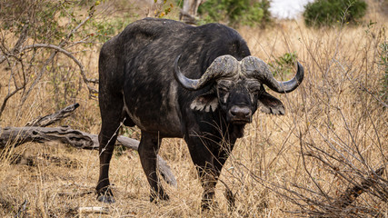 Bufalo nella savana