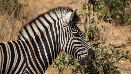 Primo piano zebra