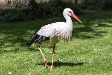 white stork (Ciconia ciconia) on meadow