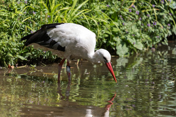 white stork (Ciconia ciconia) at bank