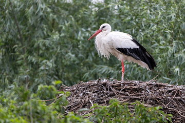 white stork (Ciconia ciconia) on nest