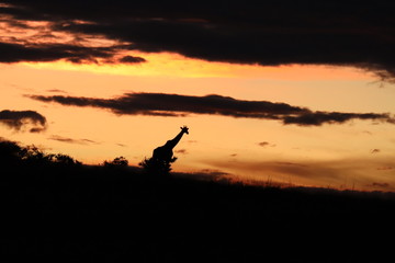Fototapeta na wymiar Giraffe silhouettes in the morning light, Masai Mara National Park, Kenya.