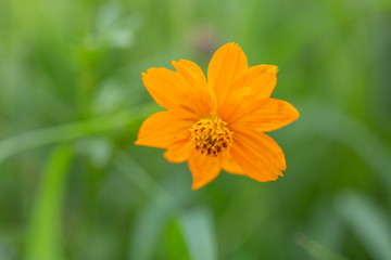 Outdoor spring blooming yellow orange yellow autumn flowers,Cosmos sulphureus Cav.