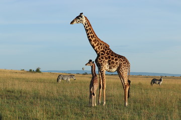 Giraffe mom and her calf, Masai Mara National Park, Kenya.