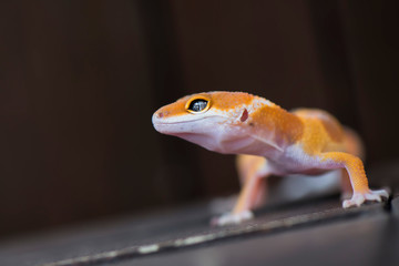 The Little Gecko