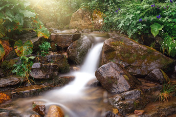 High mountain rainforest stream. River in mountain