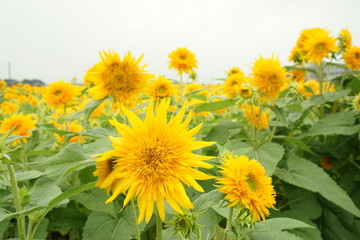 ひまわり畑