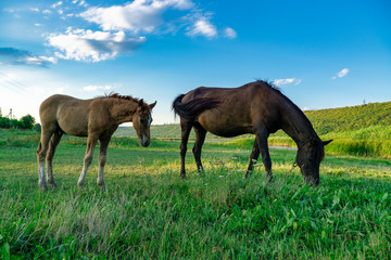 Fototapeta na wymiar Foal with a mare on a summer pasture