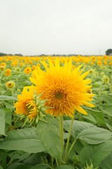 Obraz premium ひまわり畑