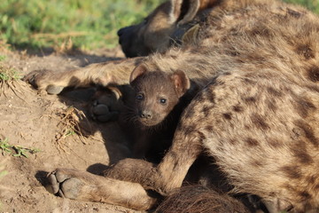 Spotted hyena mom with her black cubs, Masai Mara National Park, Kenya.