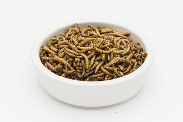 mealworms  crustaceans tenebrio molitor isolated