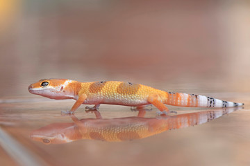 The Little Gecko